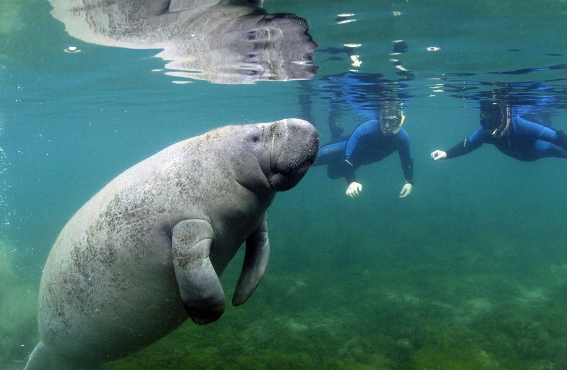 Swimming With Manatees Hither Thither
