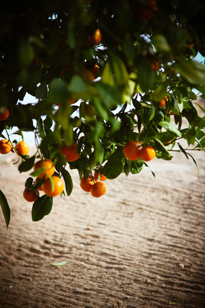 Palm Springs Oranges