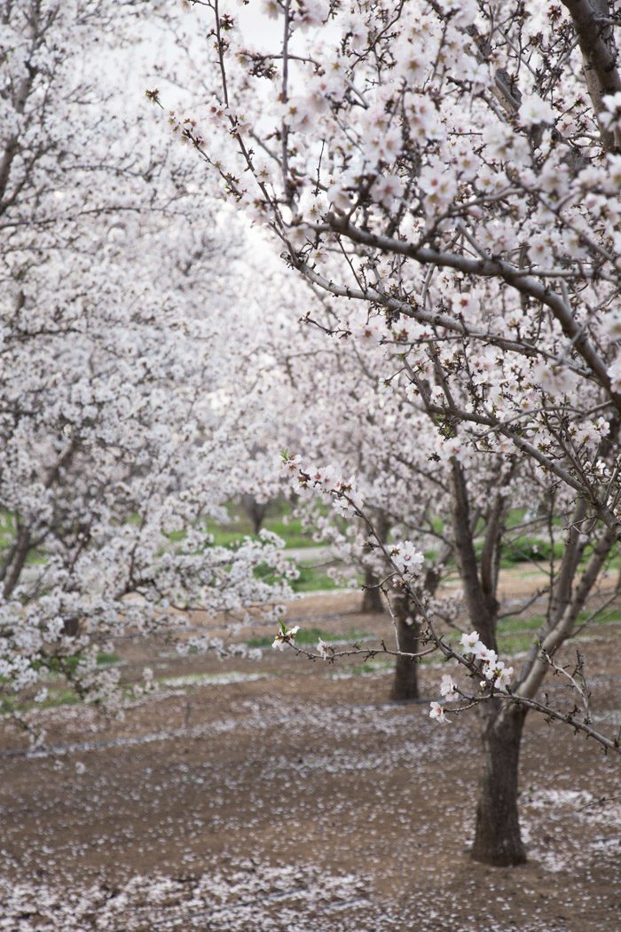 Almond Blossoms-Hither-And-Thither-4