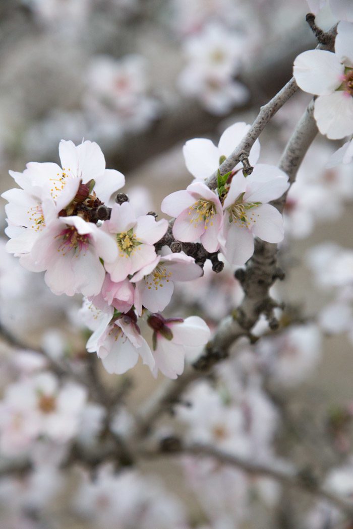 Almond Blossoms-Hither-And-Thither-9