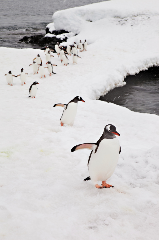 Antarctic Penguins by World Trekker