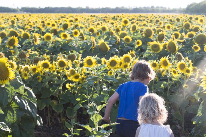 Sunflowers_Davis_2016_Hither-and-Thither-3