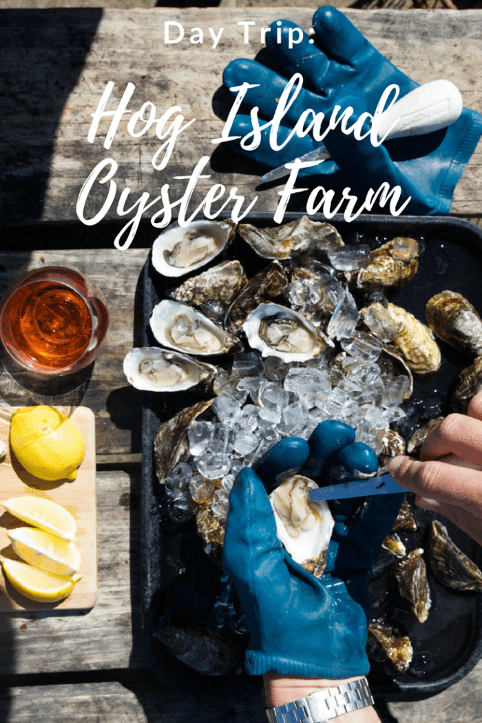 hog island oyster farm tour and shucking